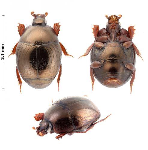 Pholioxenus sp.